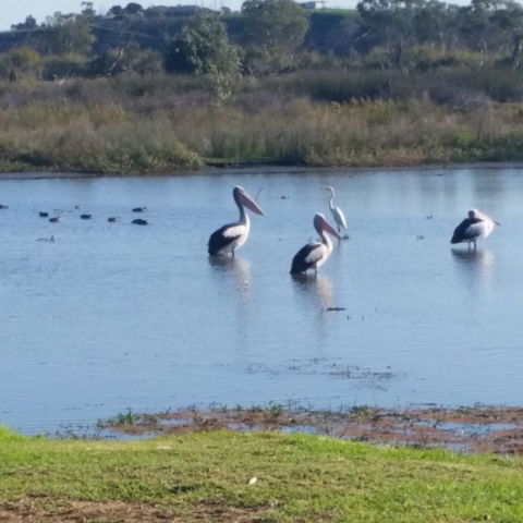 Avoca Dell Caravan Park - SA Accommodation 8