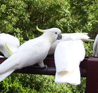 Lorikeet Lane BB - SA Accommodation