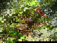 Rivers Edge Rainforest Retreat - SA Accommodation 0