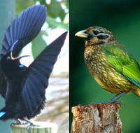 Chambers Wildlife Rainforest Lodges - SA Accommodation