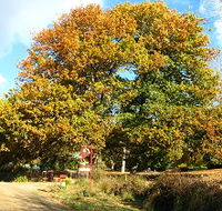 Red Rooster Host Farm - SA Accommodation