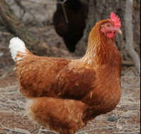 Avonmore Estate Biodynamic Winery - SA Accommodation