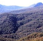 Callicoma Hill Eco-Cabins - SA Accommodation