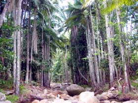 Finch Hatton Gorge Cabins - SA Accommodation 2