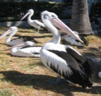 Christmas Cove Caravan Park - SA Accommodation