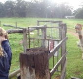 Boronia Farm Farmstay - SA Accommodation