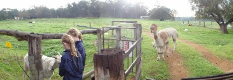 Boronia Farm Farmstay - SA Accommodation 0