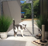 Caringbah Cat Hotel - SA Accommodation
