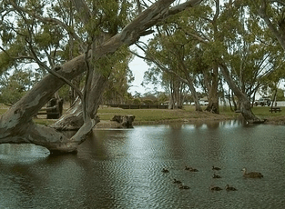 Bordertown Abode Parkland Motel - SA Accommodation 2