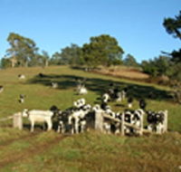 St Columba Cottage - SA Accommodation