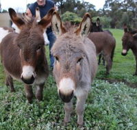 Donkey Tales Farm Cottages - SA Accommodation
