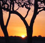 Coodardie Station Stay - SA Accommodation