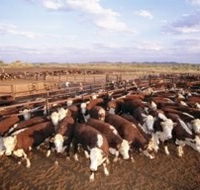 Bond Springs Outback Retreat - SA Accommodation