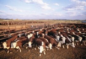 Bond Springs Outback Retreat - SA Accommodation 0
