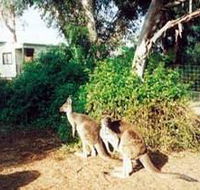 Avoca Dell Caravan Park - SA Accommodation