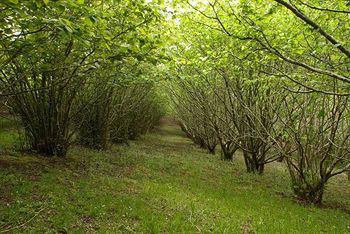 Hill 'N' Dale Farm Cottages - SA Accommodation 15