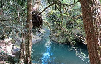 Barrington Wilderness Cedar Lodge Accommodation - SA Accommodation 8