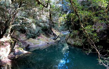 Barrington Wilderness Cedar Lodge Accommodation - SA Accommodation 11