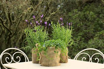 Parklands Country Gardens And Lodges - SA Accommodation 5