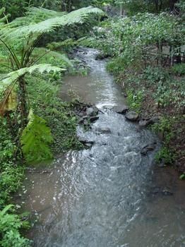 Treetops Accommodation Montville - SA Accommodation 4