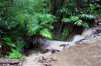 Treetops Accommodation Montville - SA Accommodation 11