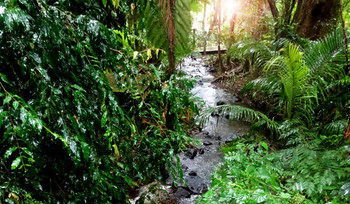Treetops Accommodation Montville - SA Accommodation 48