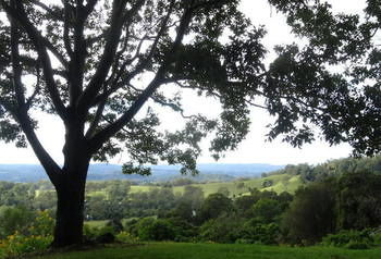 Treetops Accommodation Montville - SA Accommodation 49
