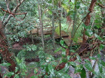 Treetops Accommodation Montville - SA Accommodation 80
