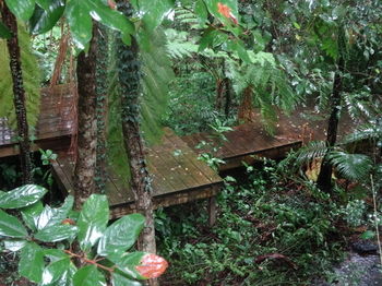 Treetops Accommodation Montville - SA Accommodation 81