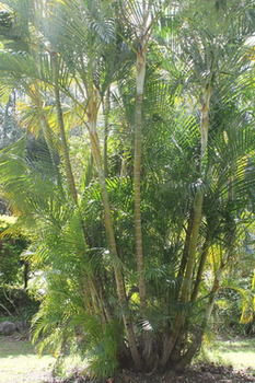 Buderim Fiesta Motel - SA Accommodation 18