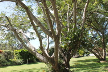 Buderim Fiesta Motel - SA Accommodation 19