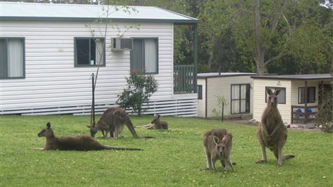 Halls Gap Caravan Park - SA Accommodation 0