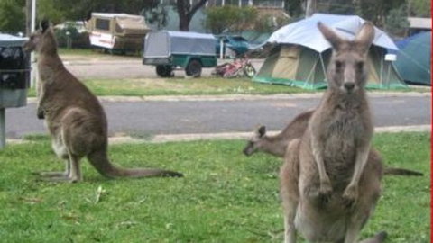 Halls Gap Caravan Park - SA Accommodation 4