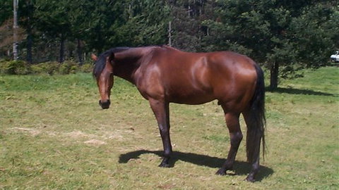 Carinya Park - SA Accommodation 2