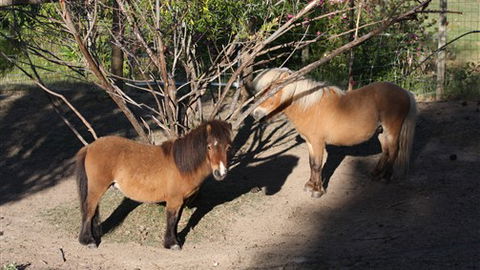 Cloud End Farmstay - SA Accommodation 0