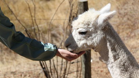 Cloud End Farmstay - SA Accommodation 6
