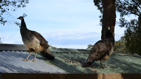 Cloud End Farmstay - SA Accommodation 5