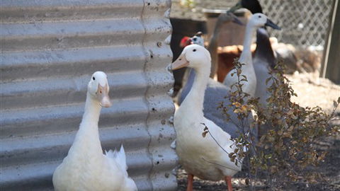 Cloud End Farmstay - SA Accommodation 8