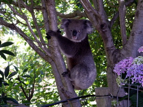 Adelaide Hills Bed & Breakfast Accommodation - SA Accommodation 4