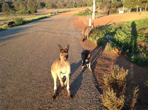 Bindoons Windmill Farm - SA Accommodation 7
