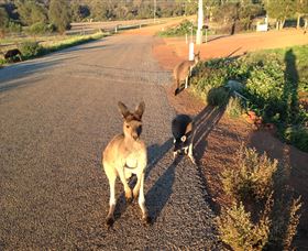 Bindoons Windmill Farm - SA Accommodation 0