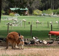 Diamond Forest Cottages and Farm Stay - SA Accommodation