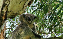 Flynns Beach Caravan Park - SA Accommodation 2