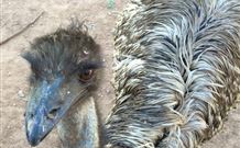 Warrawong On The Darling - SA Accommodation 4