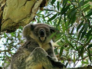 Flynns Beach Caravan Park - SA Accommodation 4