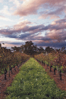 Lamonts Winery Restaurant  Gallery - SA Accommodation