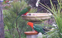 Valley View Motel Murrurundi - Murrurundi - SA Accommodation 4