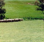 Gooromon Park Cottages - SA Accommodation