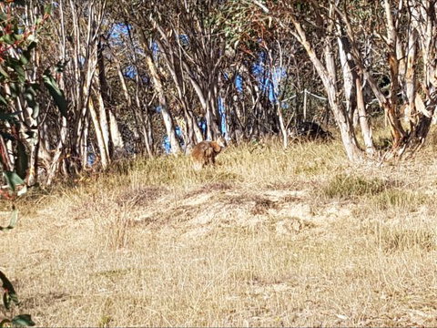 Braemar Bay Holiday Park - SA Accommodation 10