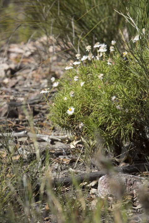 Kroombit Tops National Park Camping Ground - SA Accommodation 1